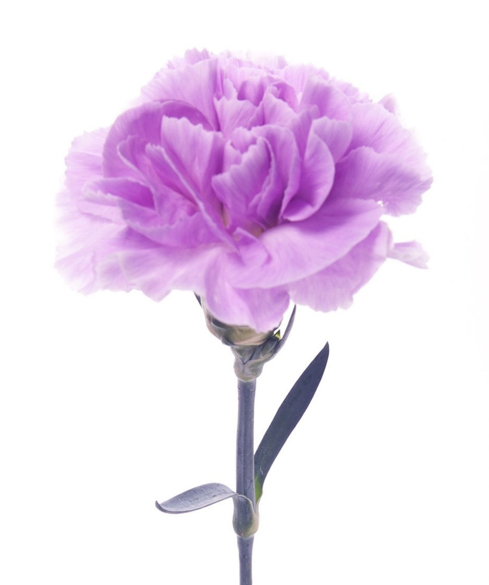 Диантус лавандовый