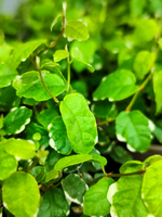 Фикус Пумила Уайт Санни D9см