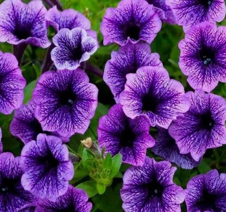 ЕВРО Петуния Tea Indigo Vein укорененный черенок ОКС