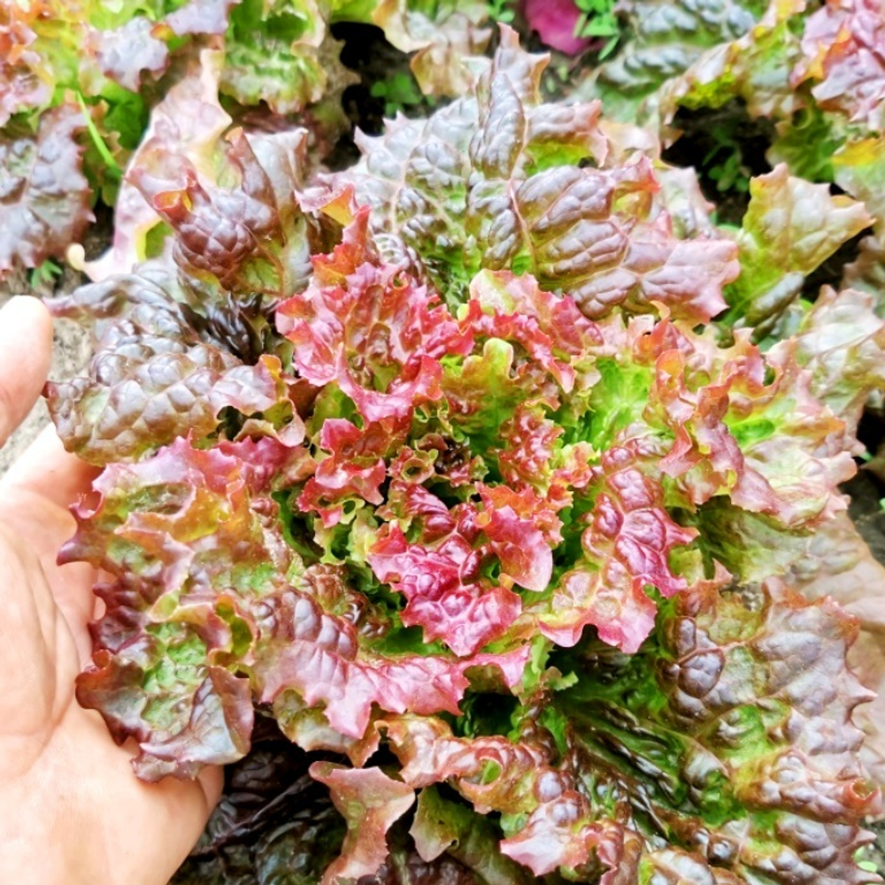 Салат Праздничный - Lettuce Holiday