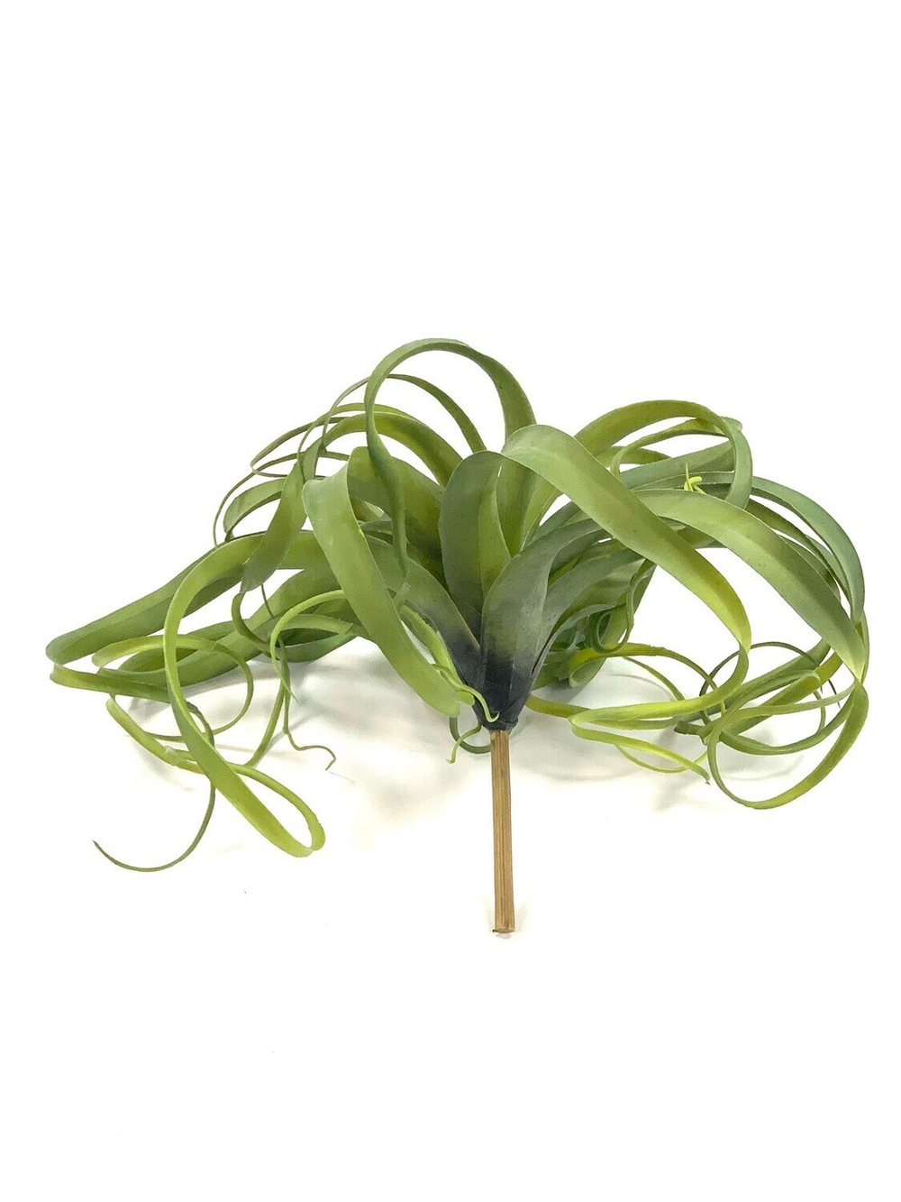 Тилландсия ксерографика большая