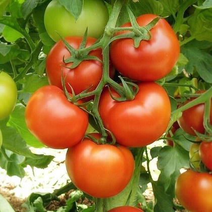 Томат Барито F1 (чп)