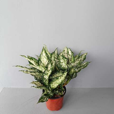 Аглаонема Вайт Энджел