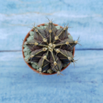 Gymnocalycium Friedrichii (Гимнокалициум)