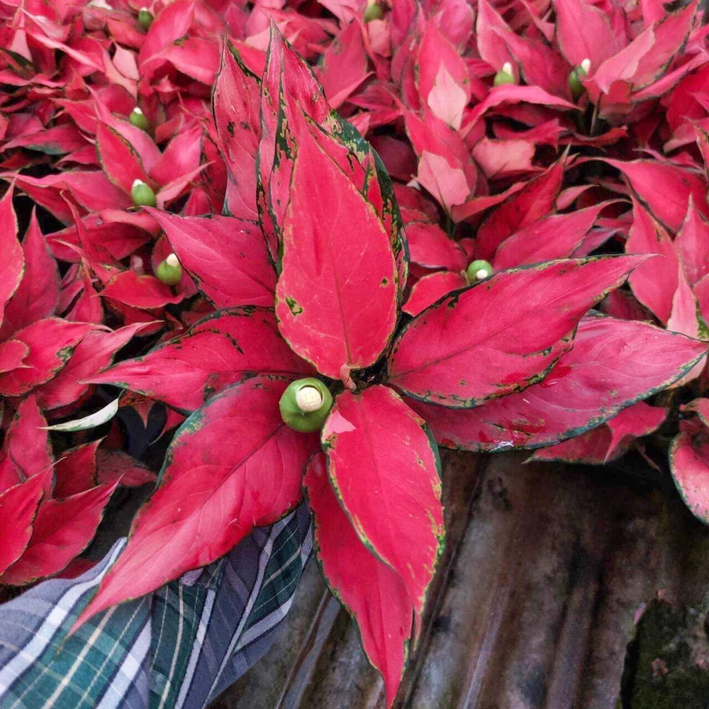 Аглаонема MANEE RUNG RUEANG