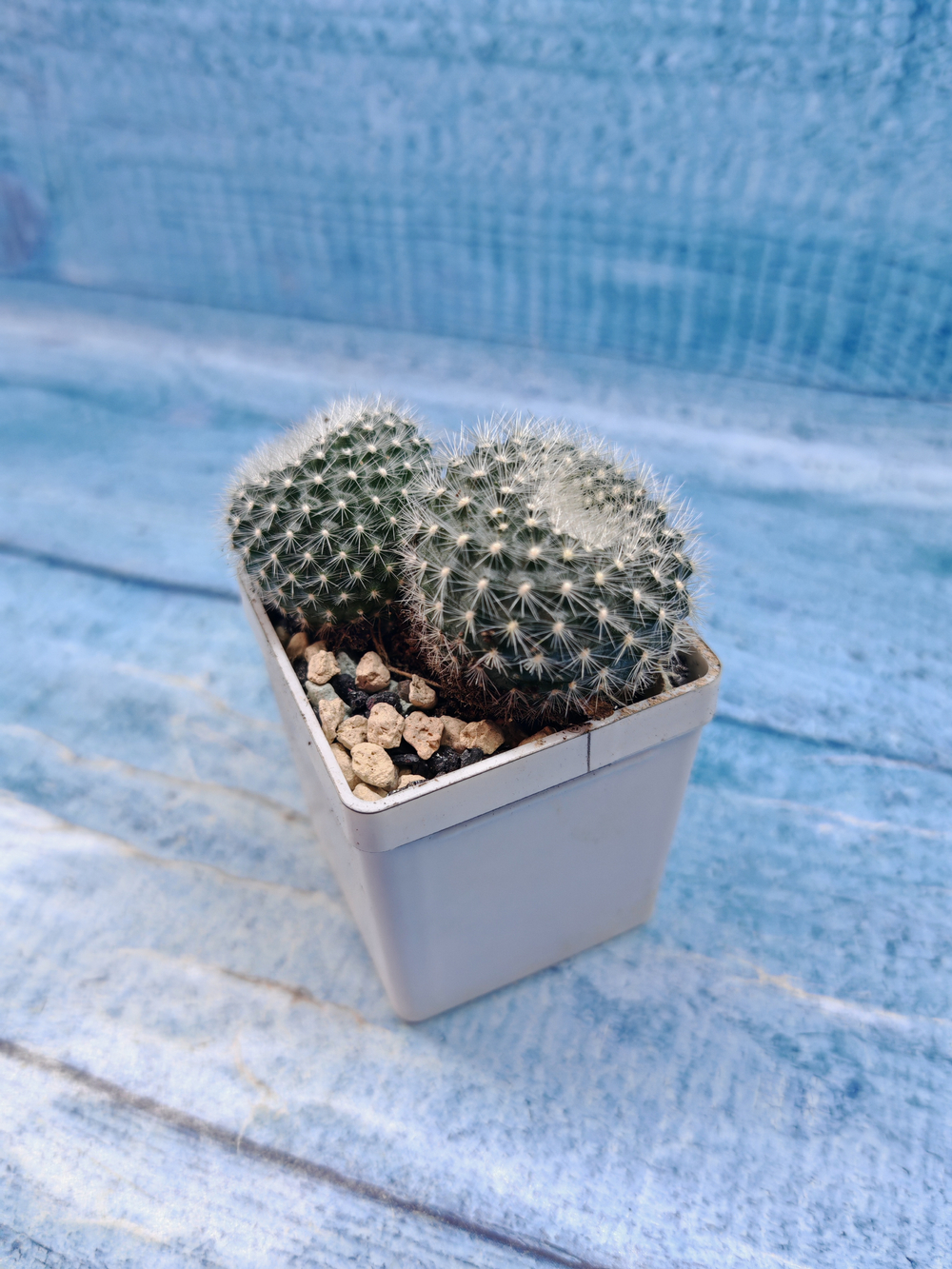 Notocactus Haselbergii (Нотокактус)