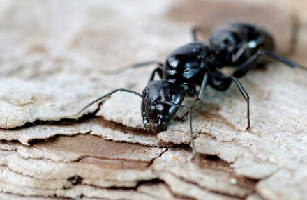 Муравьи Camponotus japonicus (Японский муравей-древоточец)