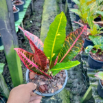 Кротон JUDO DAENG