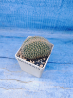 Mammillaria Spinosissima cristata (Маммиллярия)