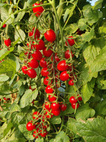 Пекбол F1 семена томата индетерминантного ( Yuksel Tohum / )