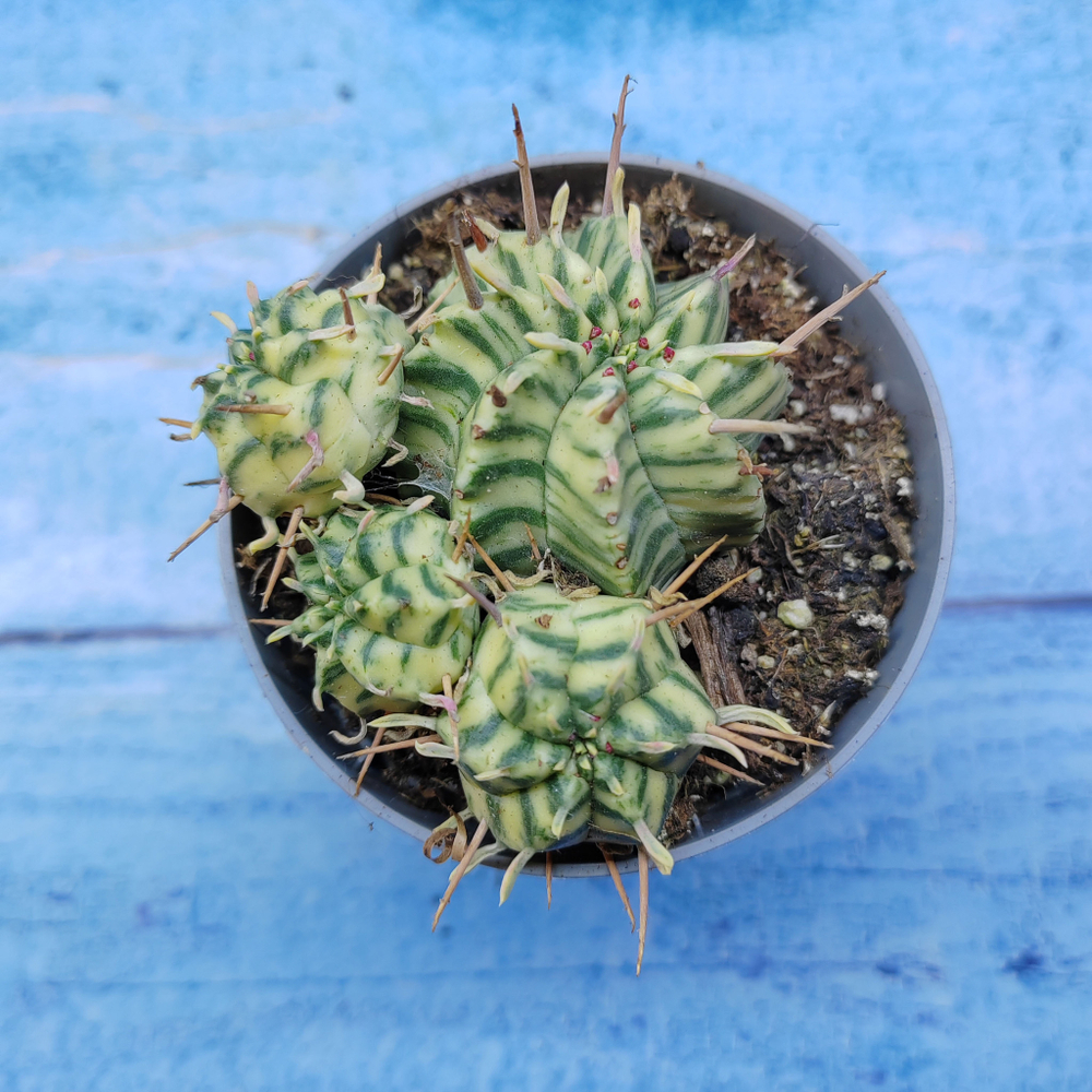 Euphorbia meloformis f. Variegated (Эуфорбия вариегатная)