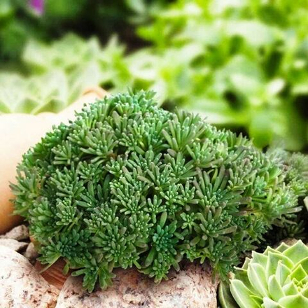 Седум (Sedum) Lizard