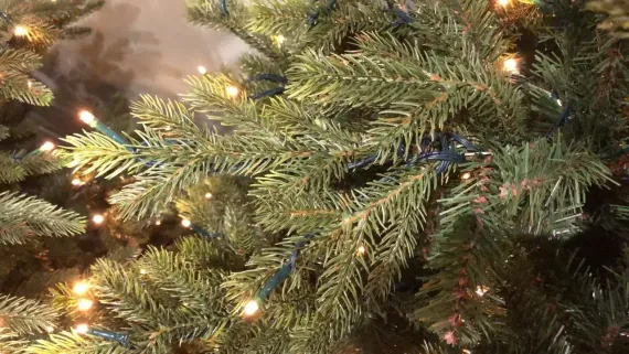 Ель Ирландская с лампочками 425 см., 1548 LED ламп, литая хвоя+пвх, Black Box (74396)