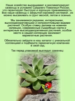 Эхеверия агавовая суккулент