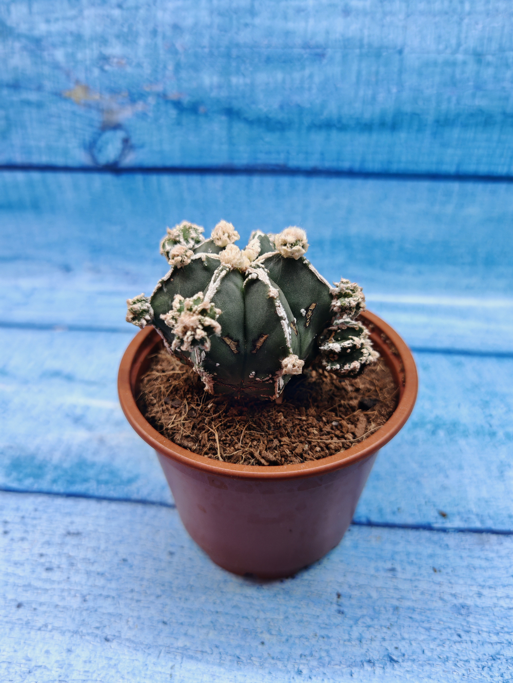 Astrophytum Myriostigma "Hakujo Fukuryu" (Астрофитум)