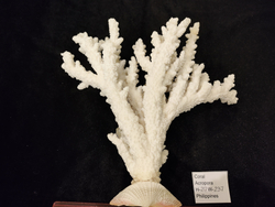 Коралл белый "Акропора""230-235мм" на Фимбрии