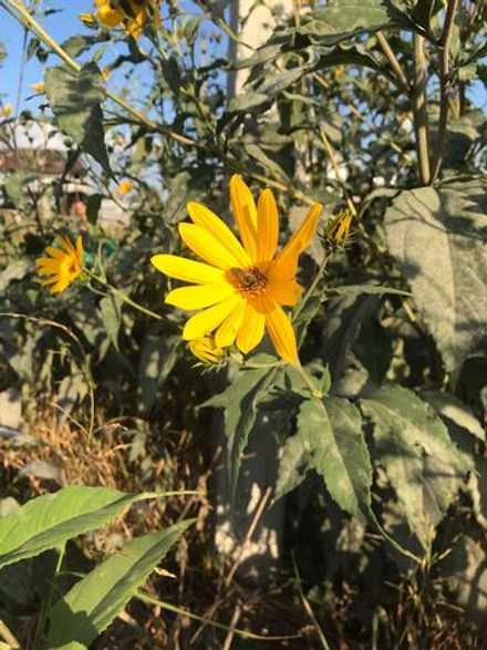 Топинамбур клубни