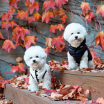 550 PA-OW Облегченная безрукавка "AIR3 / -20°~0° " Puppy Angel