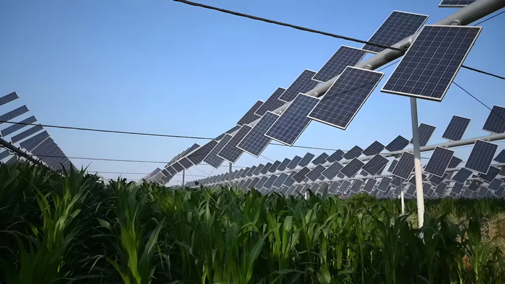 Как затенение сельскохозяйственных культур солнечными панелями может увеличить сельское хозяйство, сократить затраты на продукты питания и уменьшить выбросы
