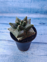 Astrophytum Myriostigma monstrosa (Астрофитум)