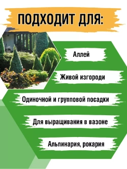 Саженец Ель канадская Коника