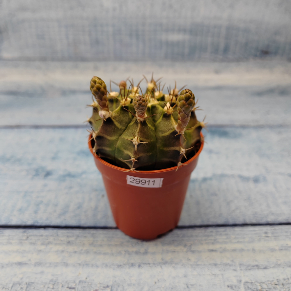 Gymnocalycium Friedrichii (Гимнокалициум)