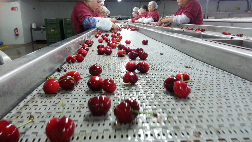 черешня чилийская сорт Bing, lapins ,Van.