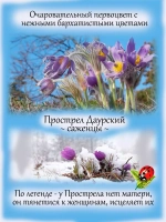 Подснежник Прострел Даурский первоцвет
