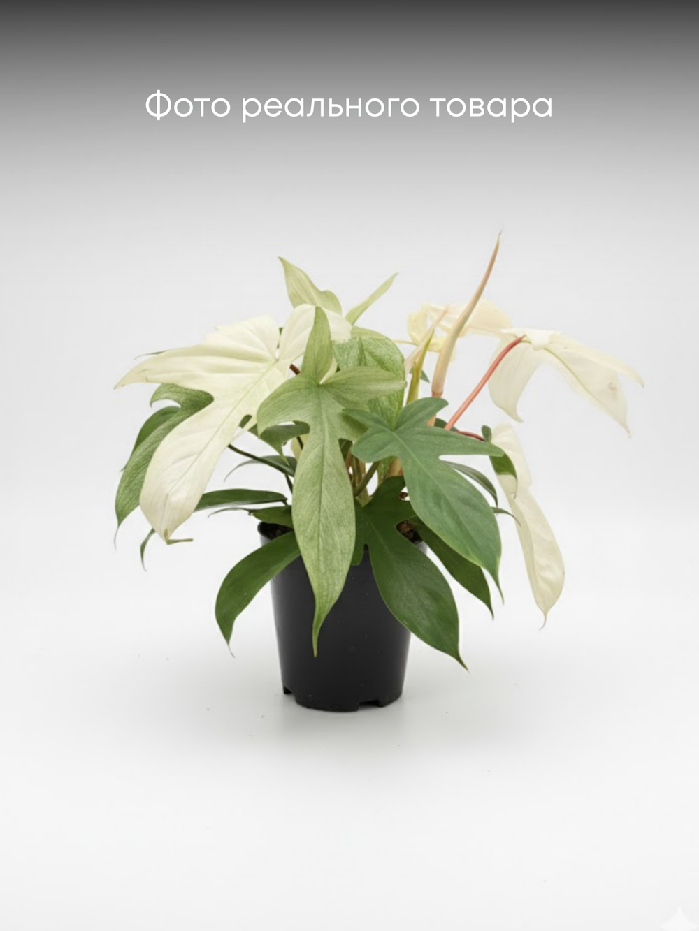 Филодендрон Florida Ghost д.15