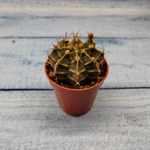 Gymnocalycium Friedrichii (Гимнокалициум)