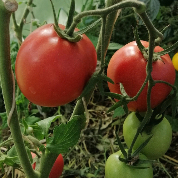 Бонапарт F1 семена томата индетерминантного (Vilmorin / Вильморин) культура – фото 2