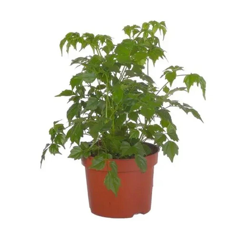 Радермахера