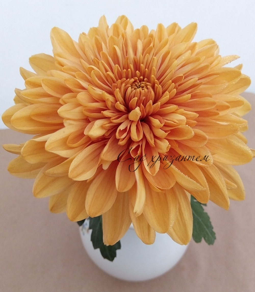 Хризантема одноголовая Rossano bronz /о.56 /поставка весна 2026г/