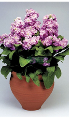 Маттиола (Левкой седой) CINDERELLA LAVANDER