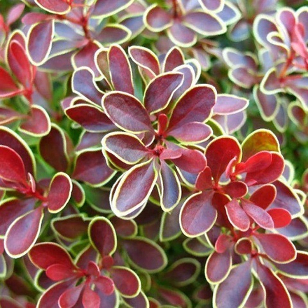 Барбарис Тунберга Голден Ринг