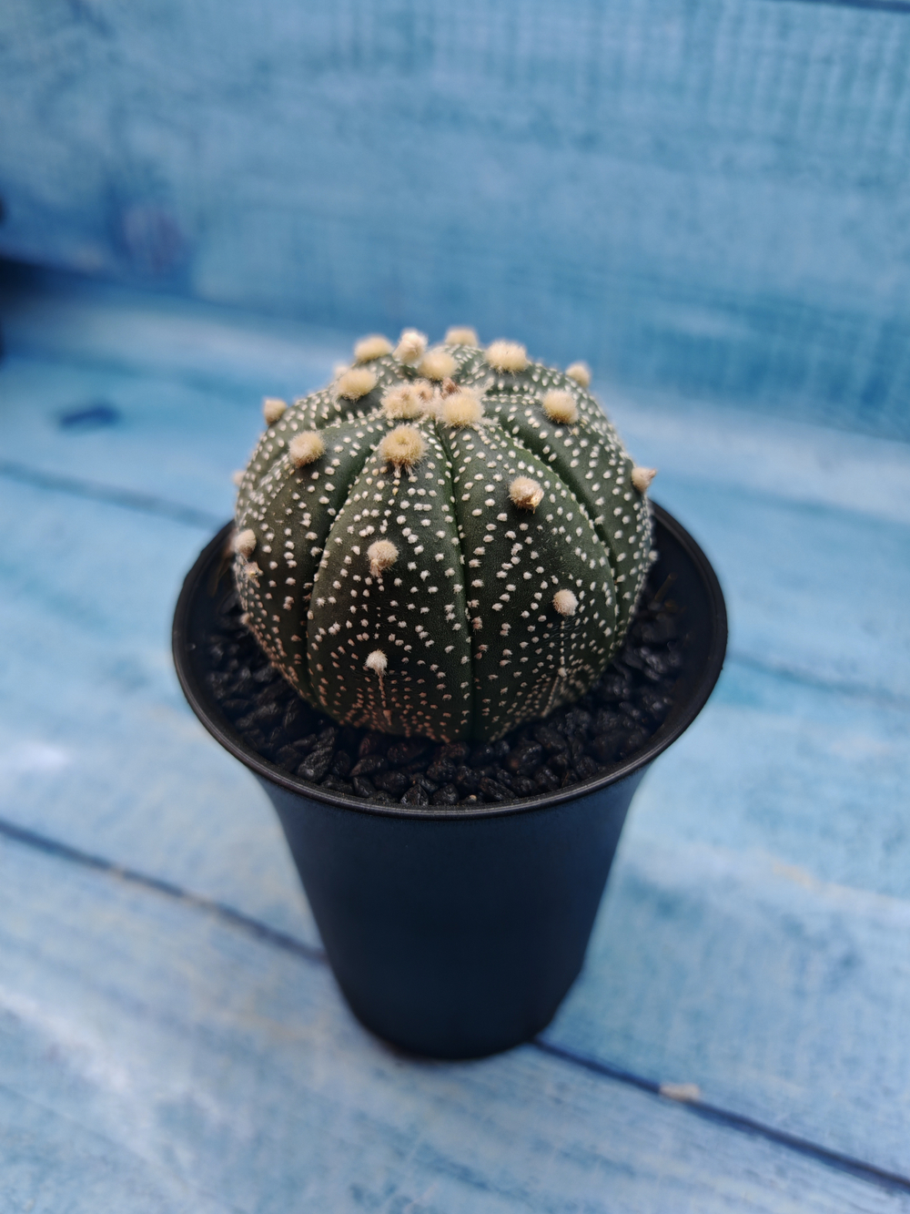 Astrophytum Asterias (Астрофитум)