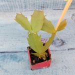 Schlumbergera Thor Vita (Декабрист)