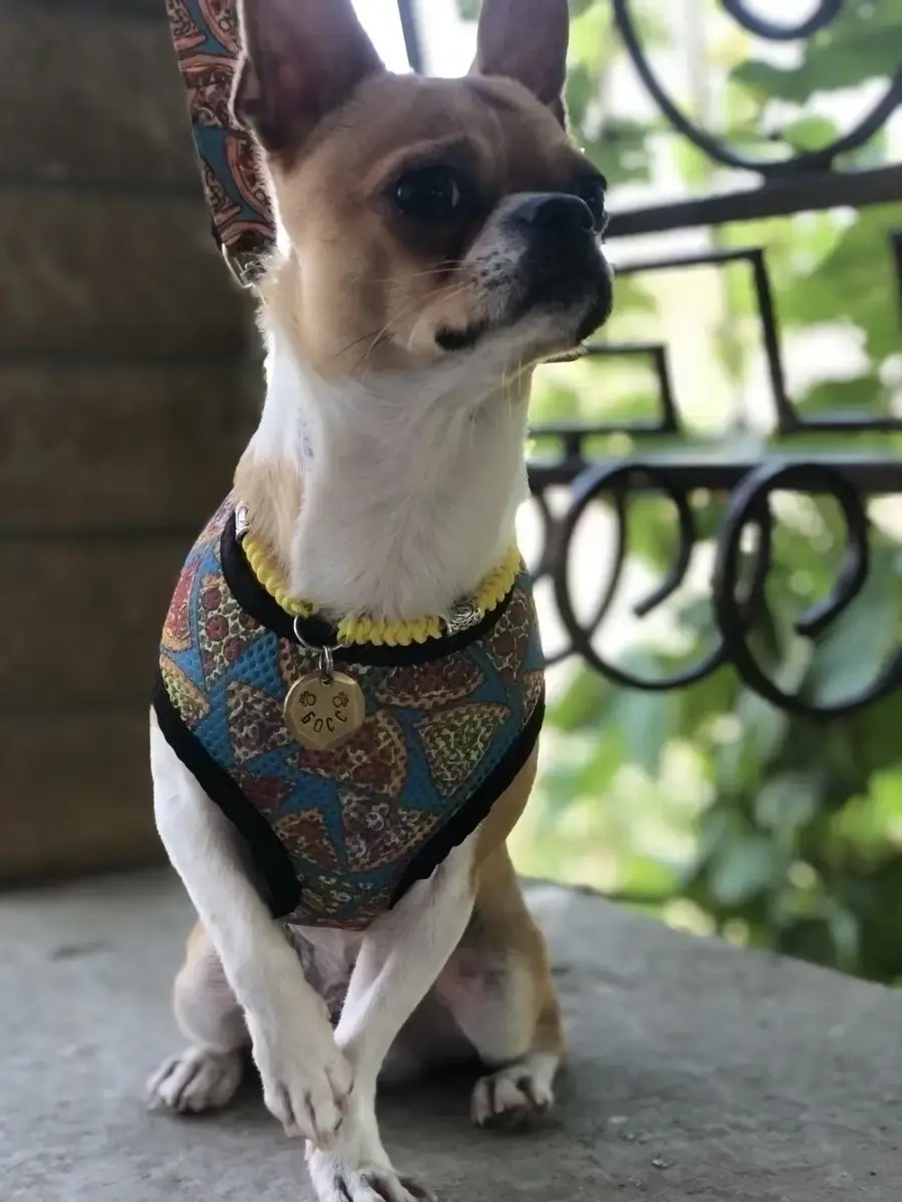 Шлейка для собак и кошек прогулочная