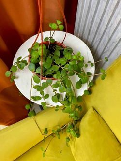 Пеперомия Хоуп в кашпо, D16см Н40см, 1шт, Urban Jungle (7143)