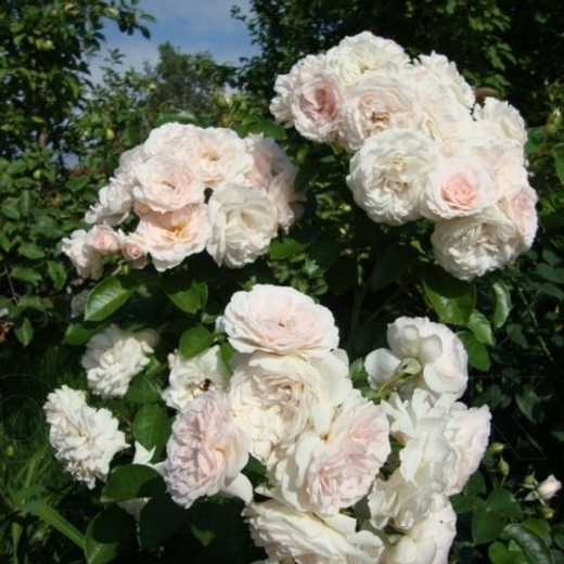 Роза Мисс Диор Закупка М16 июнь 2026