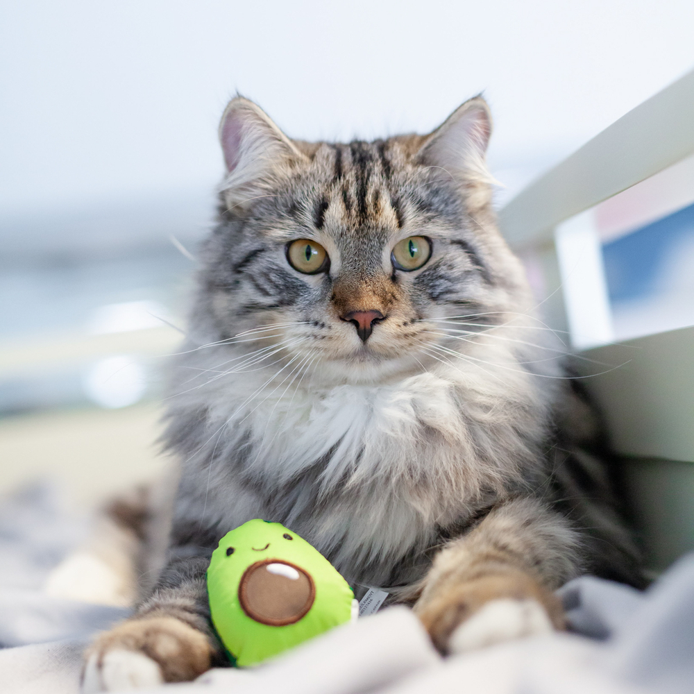 Petstages игрушка для кошек Dental "Авокадо" с кошачьей мятой, 8 см