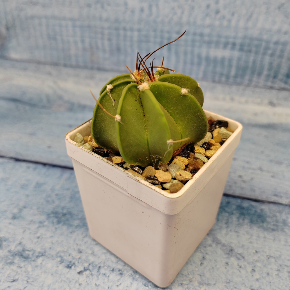 Astrophytum Capricorne (Астрофитум)