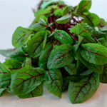 Хамелеон семена щавеля (Гавриш)