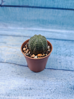 Euphoria Obesa (Эуфорбия)