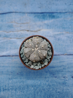 Astrophytum Asterias "Super Kabuto" (Астрофитум)