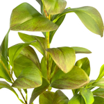 Пеперомия ветка 70 см