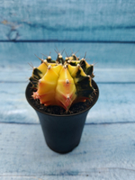 Gymnocalycium Variegata (Гимнокалициум Вариегатный)