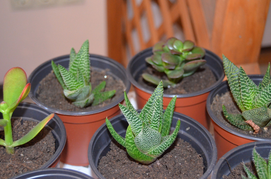 Суккуленты