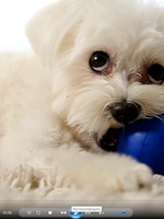 Видеоролик с вашим питомцем