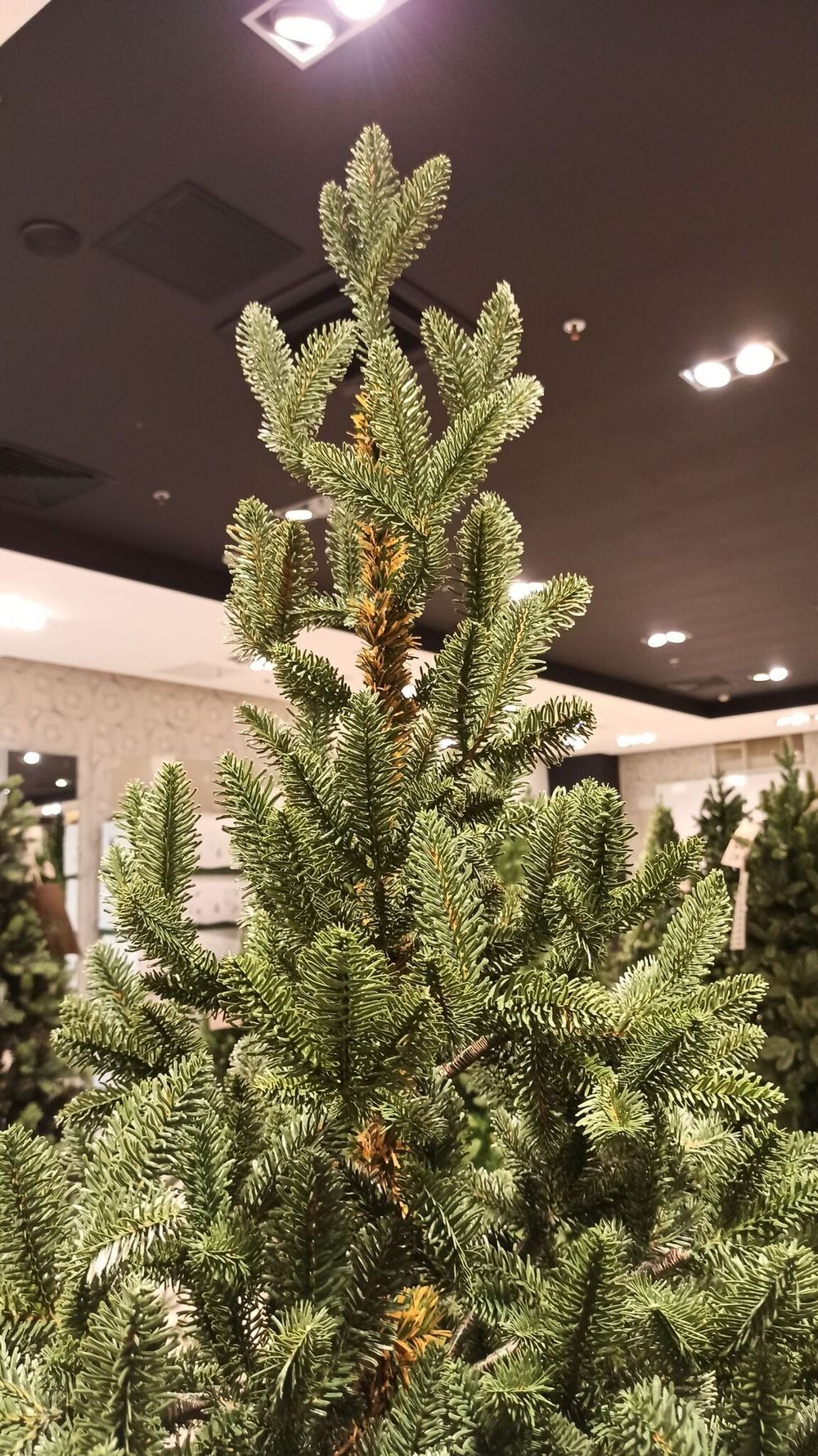 Искусственная ель на ножке «Датская» (хвоя Литая) 210 см / 2.1 м